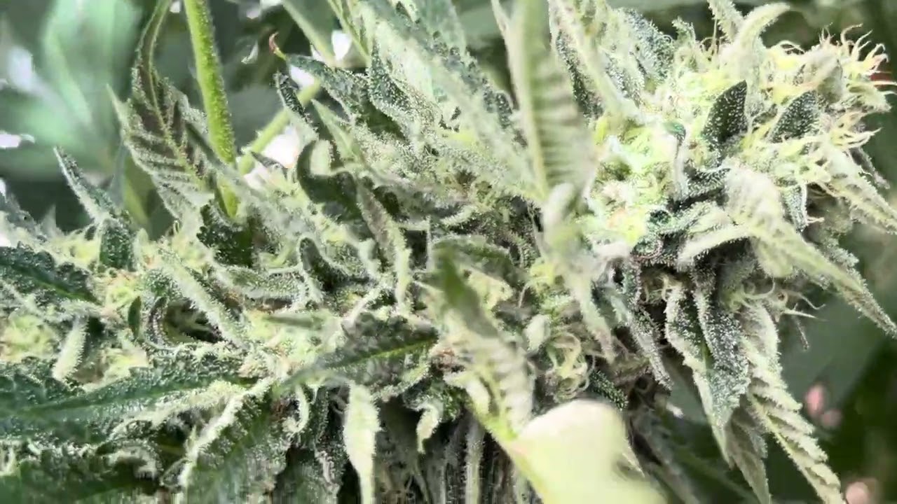 2023 outdoor weed grow Harvest time gettin close
