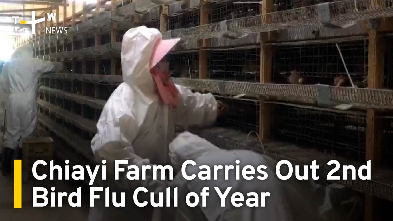 Chiayi Quail Farm Carries Out Second Bird Flu Cull of Year | TaiwanPlus News