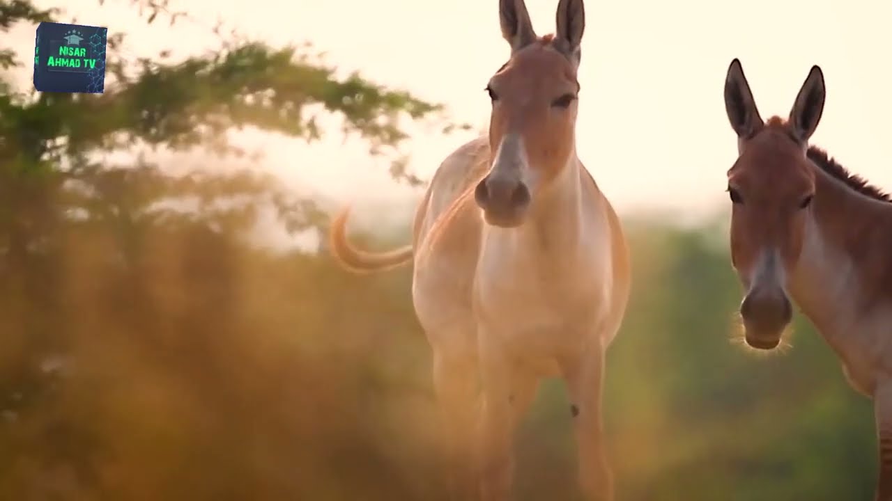 Wildlife of Sindh | Rare and Endangered Wild Animals found in Sindh Province | Wildlife of Pakistan