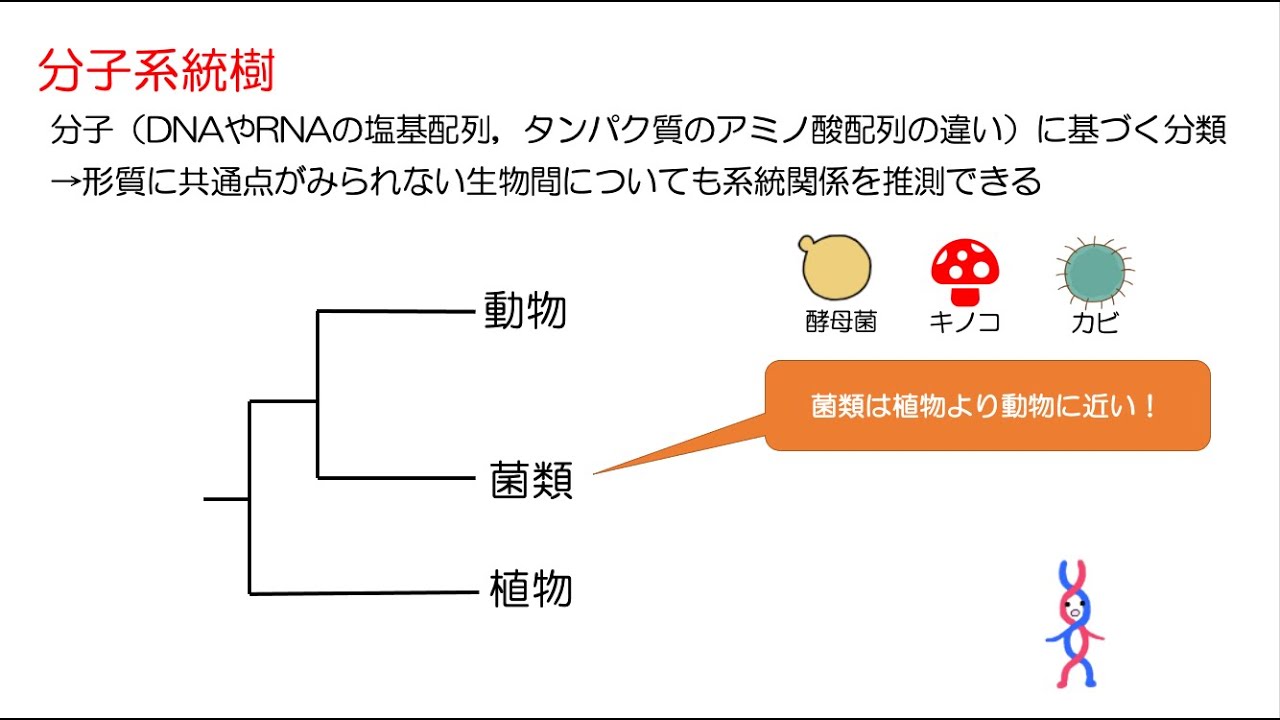 高校生物「分子系統樹」2023