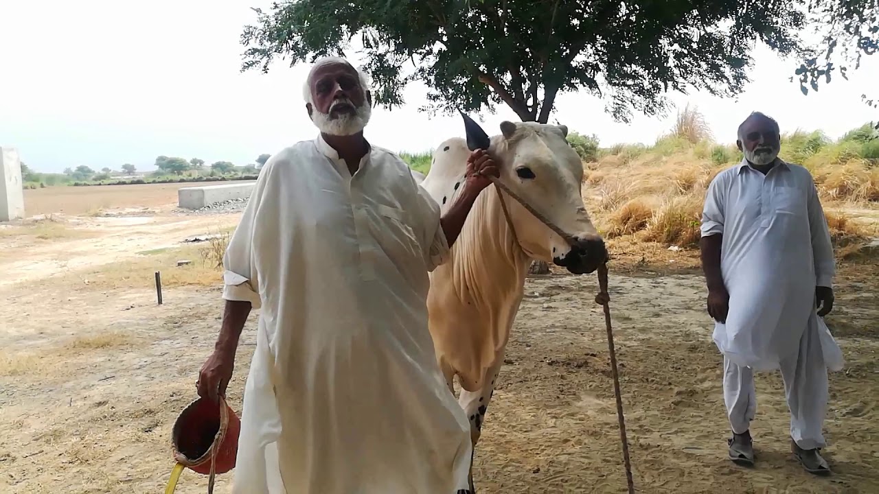 our new bull for race || Racing bulls in pakistan || beautiful pakistan || khoobsurat bail