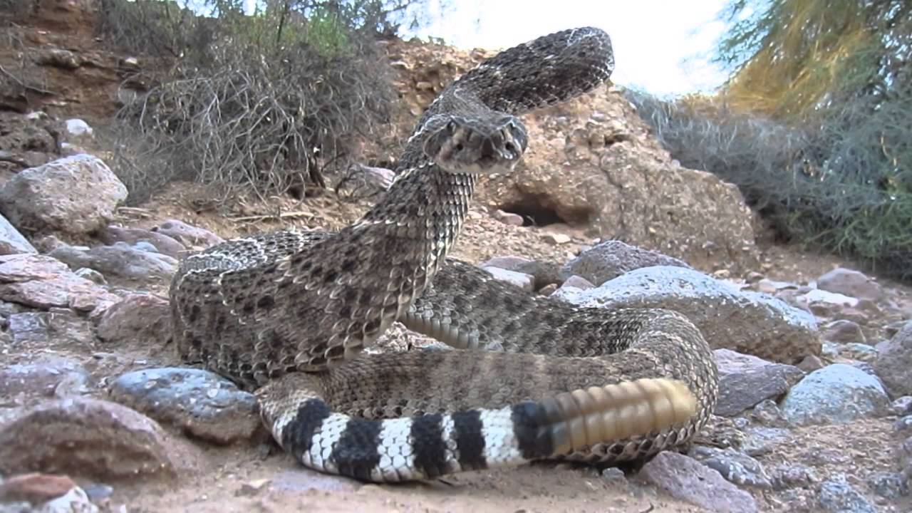 Western Diamondback Rattlesnake Strikes Camera