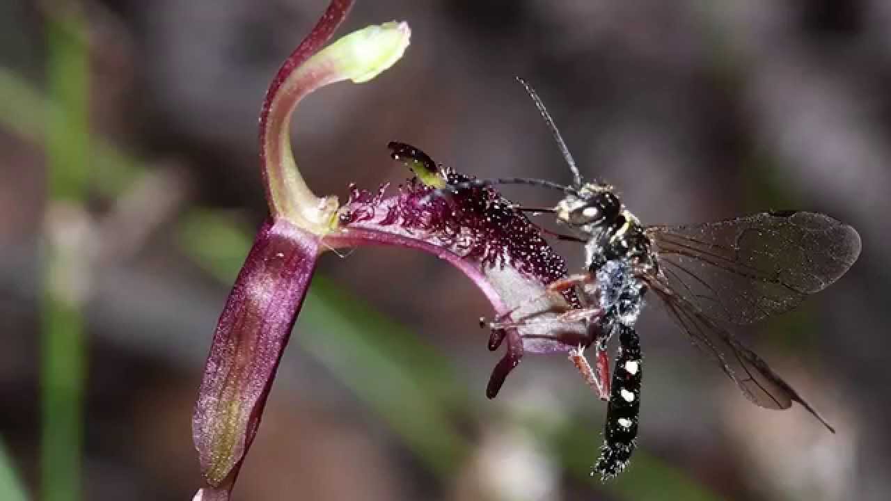 Five Fun Facts about Plants