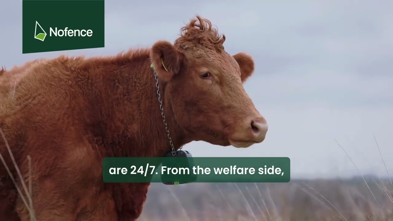 Nofence - Grazing smarter on Salisbury Plain
