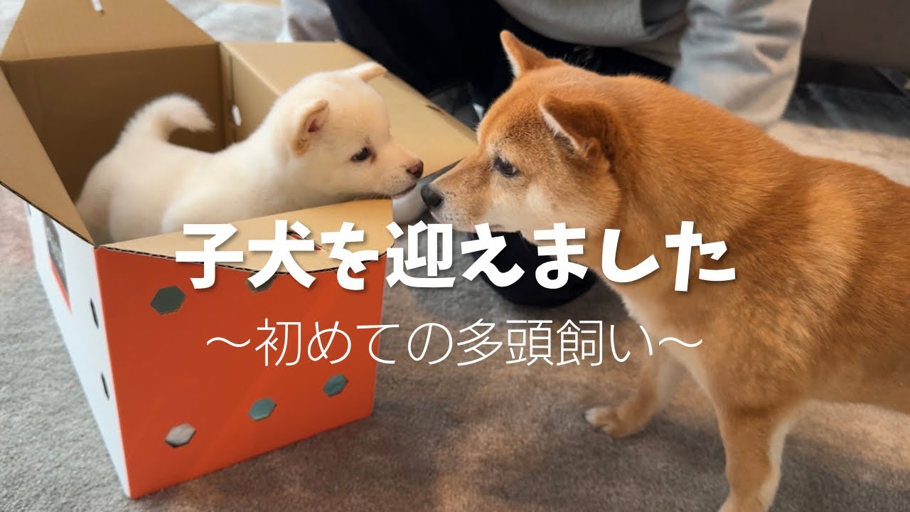 【豆柴】家族が増えました【多頭飼い】