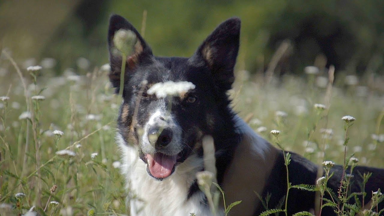 Borderky v Čechách - Border Collie in the Czech Republic