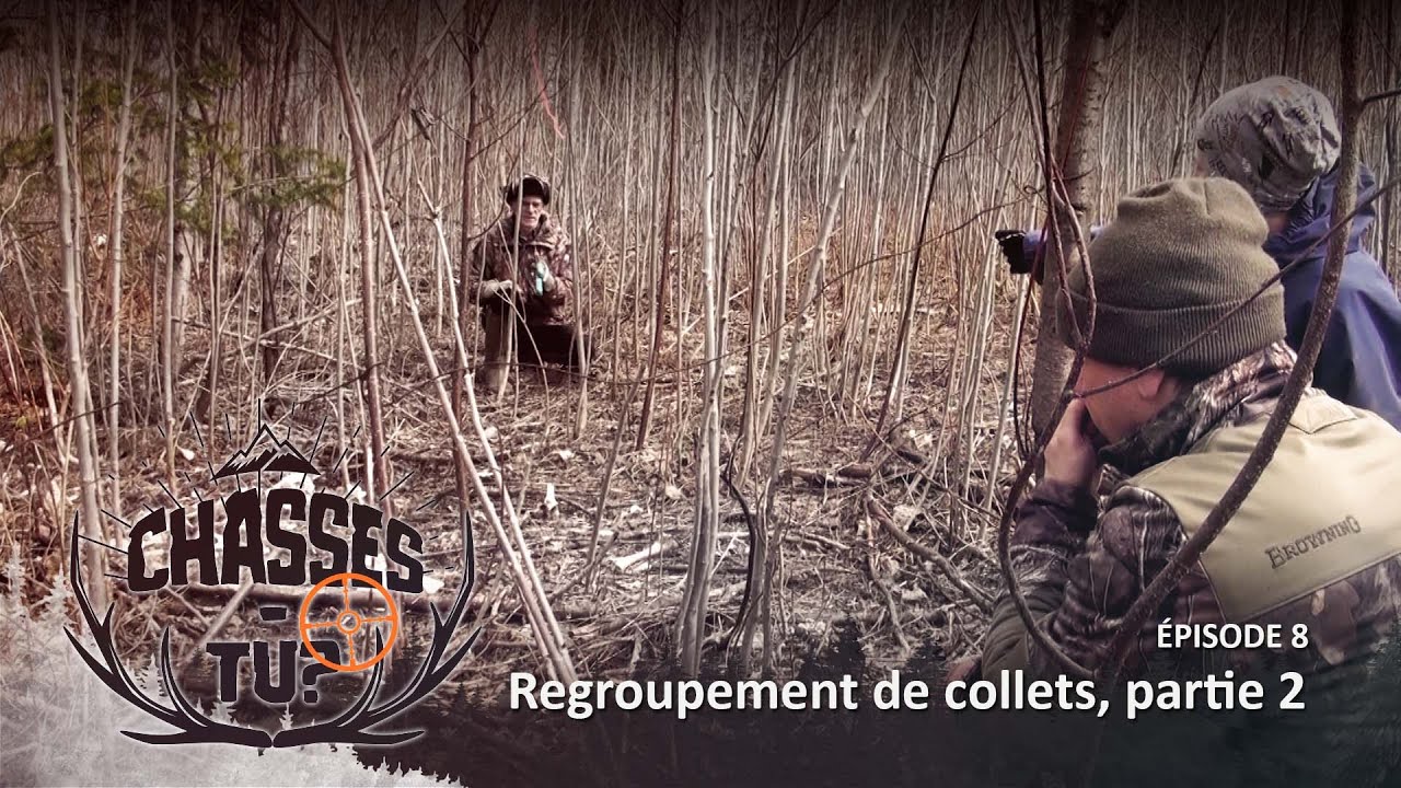 Chasses-tu?: Coyotes au collet - Partie 2