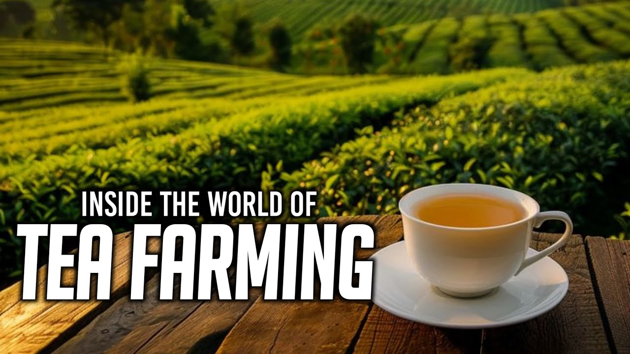 TEA FARMING IN MURANGA
