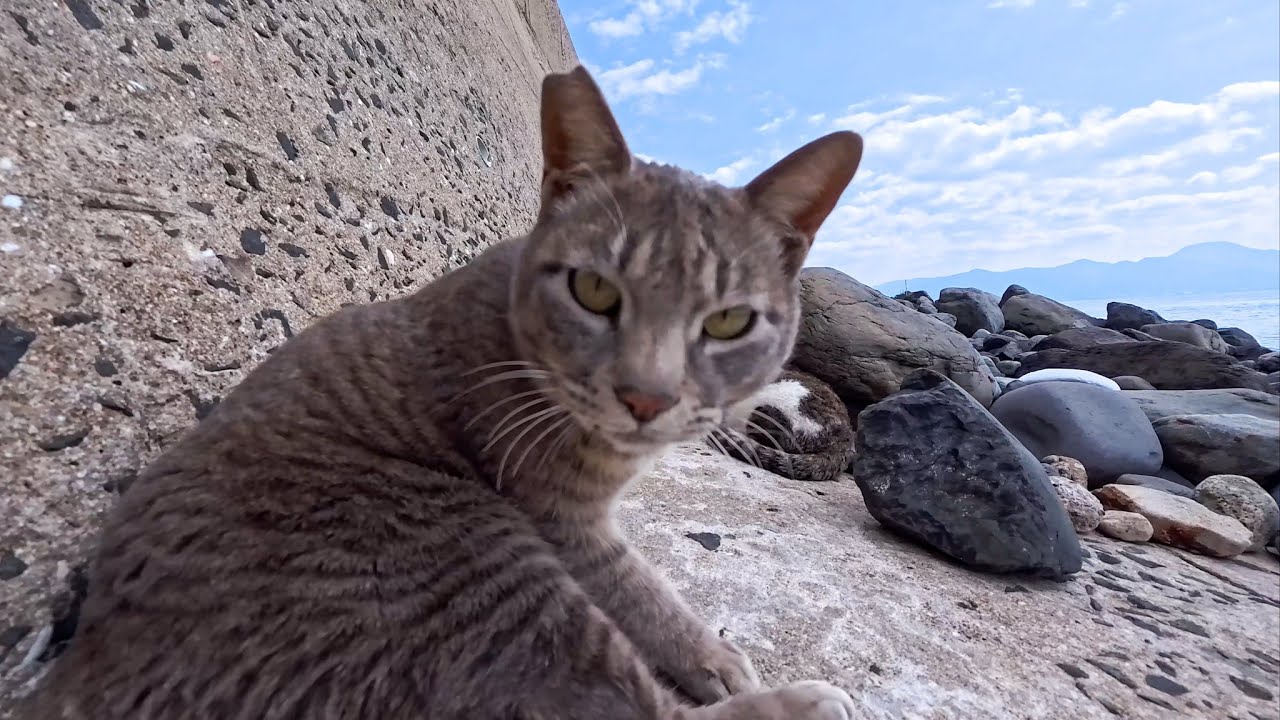 防波堤下でゴロゴロ寝転ぶ猫たちがかわいすぎた