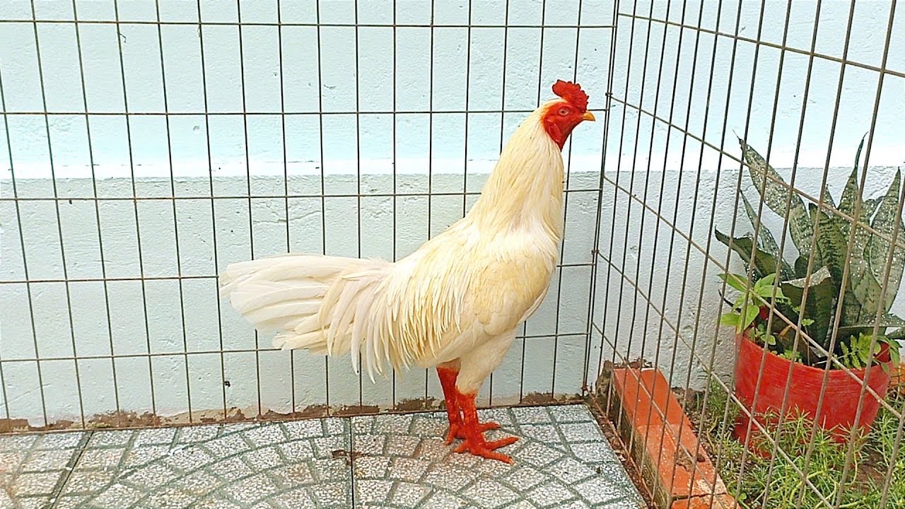 Ngày 28-2-2026// lên tóp gà mới// @908..755.03sáu..