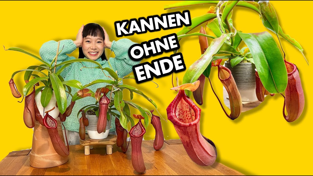 Fazit: Nepenthes fleischfressende Pflanzen | mein Ökosystem
