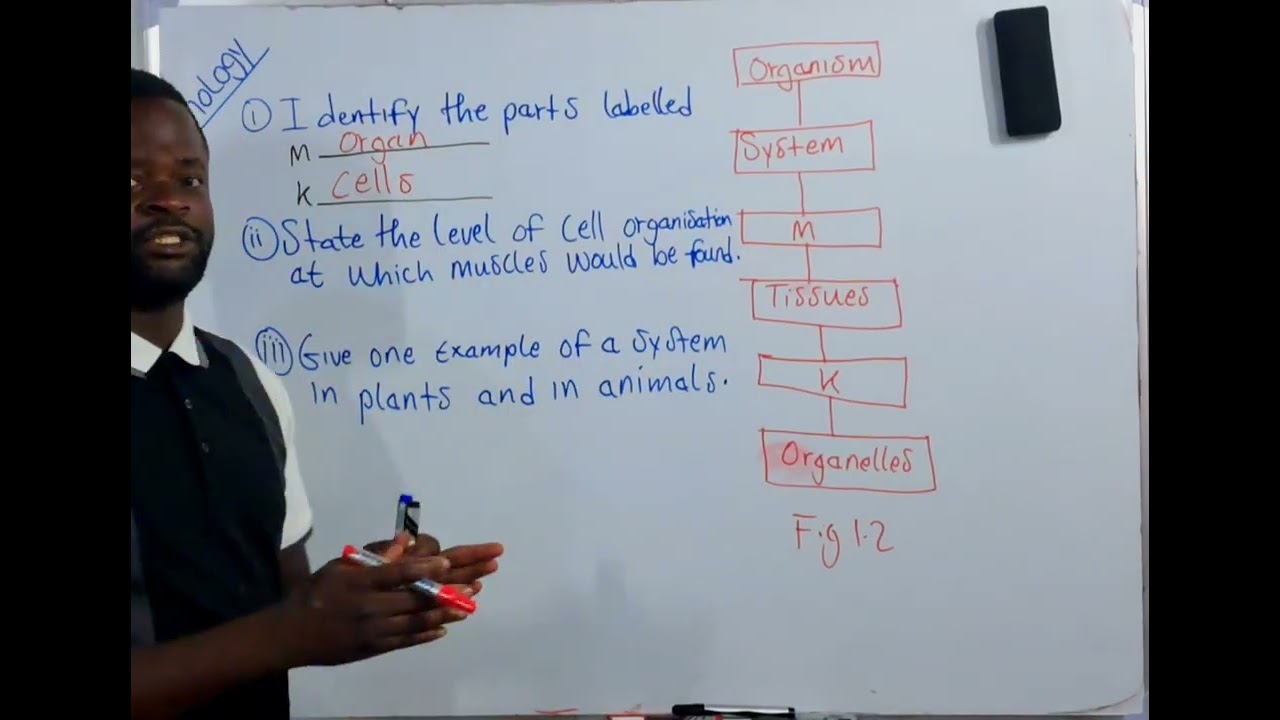 Examprep on Cellular Organisation