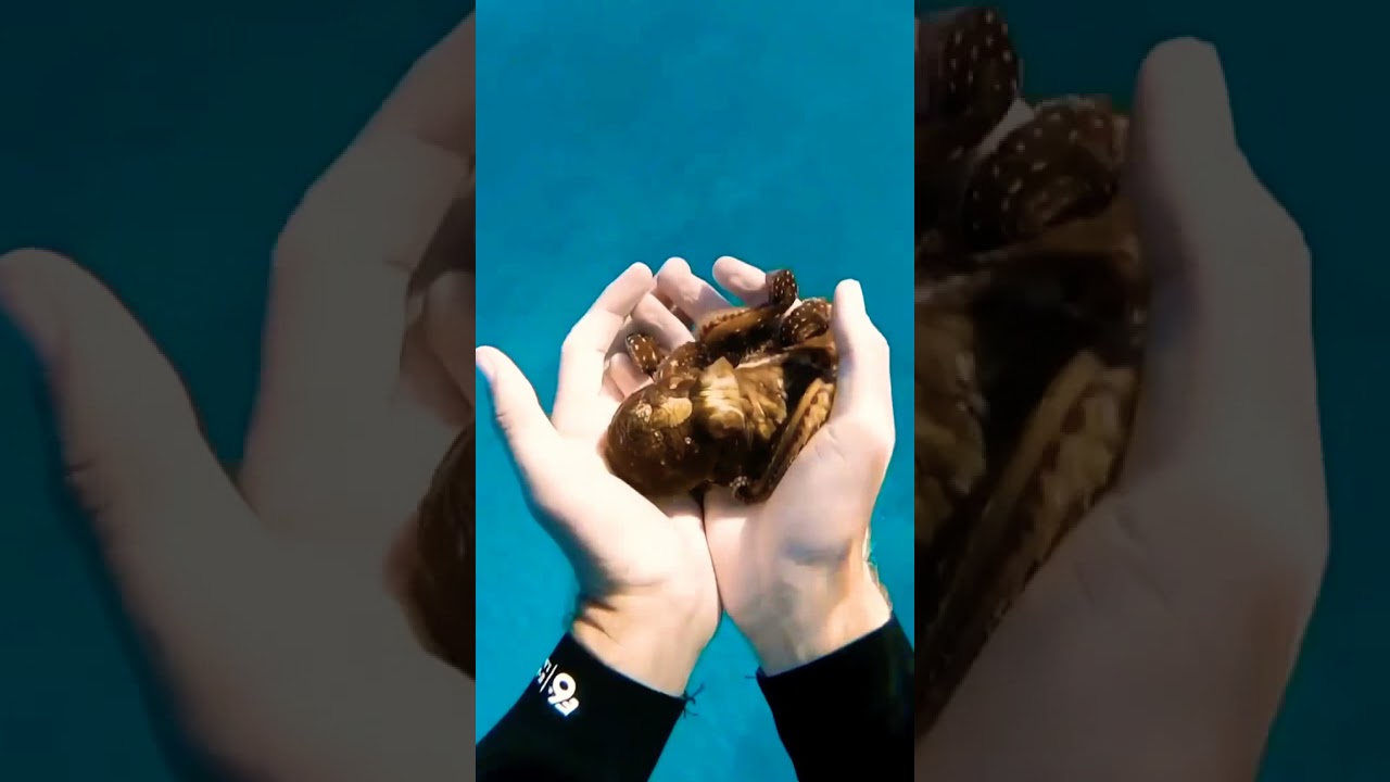 The friendly octopus 🐙 