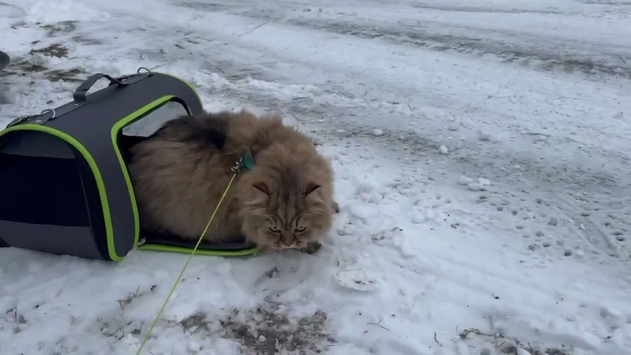Snow Day with Simba