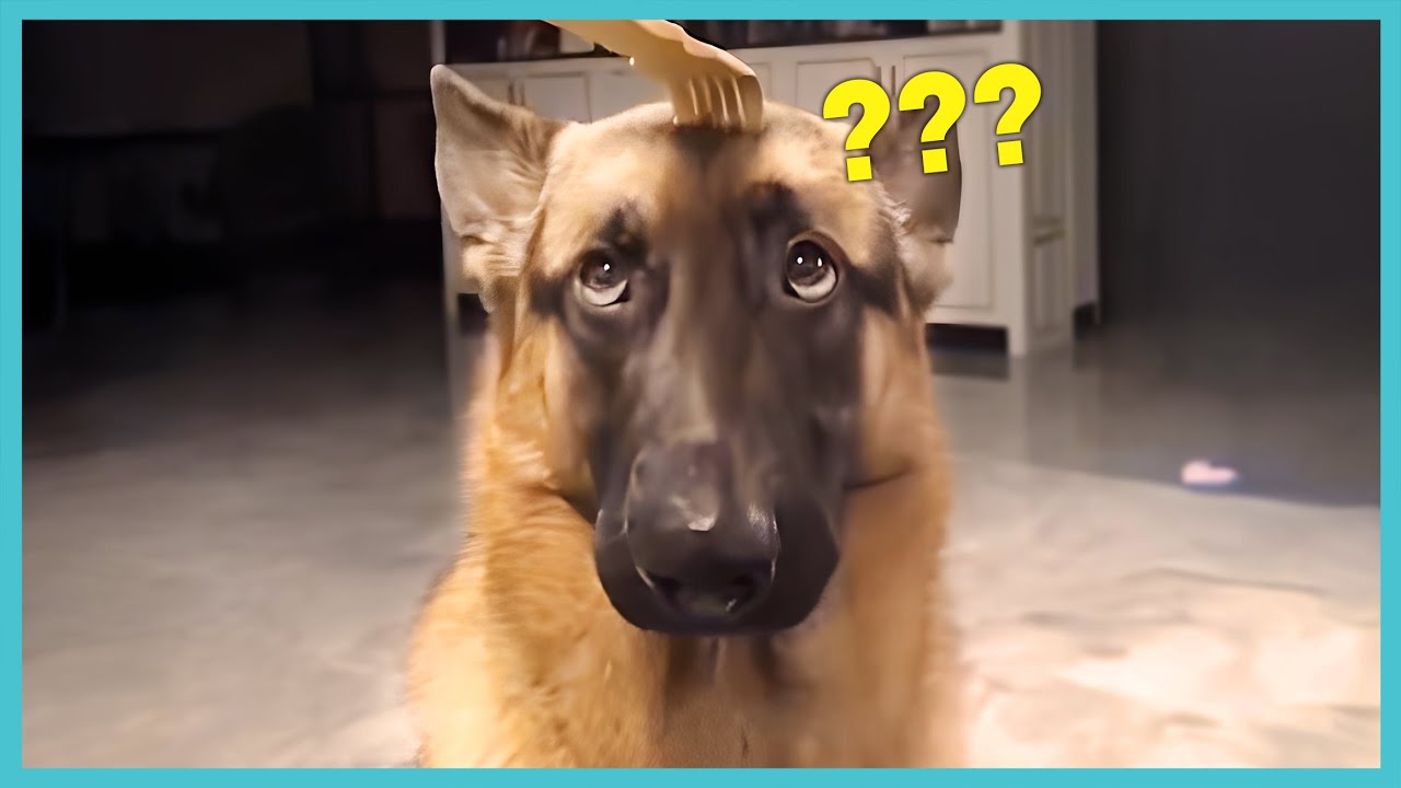 🐶 I Dare You Not Laugh at These Comedian Dogs! 😆 Funniest Animals Video