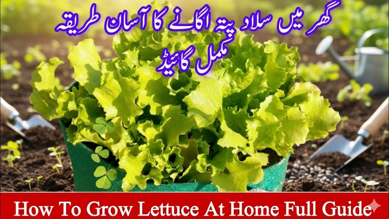 Salad pata lganay Ka tarika | how to grow lettuce at home full guide #lettucegrow 