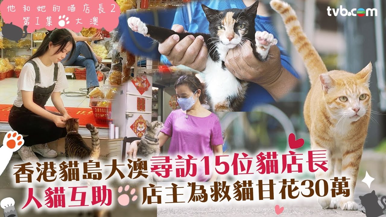 他和她的喵店長2｜香港貓島大澳尋訪15隻得意貓貓！店主甘願花30幾萬醫治貓貓｜#tvbplus
