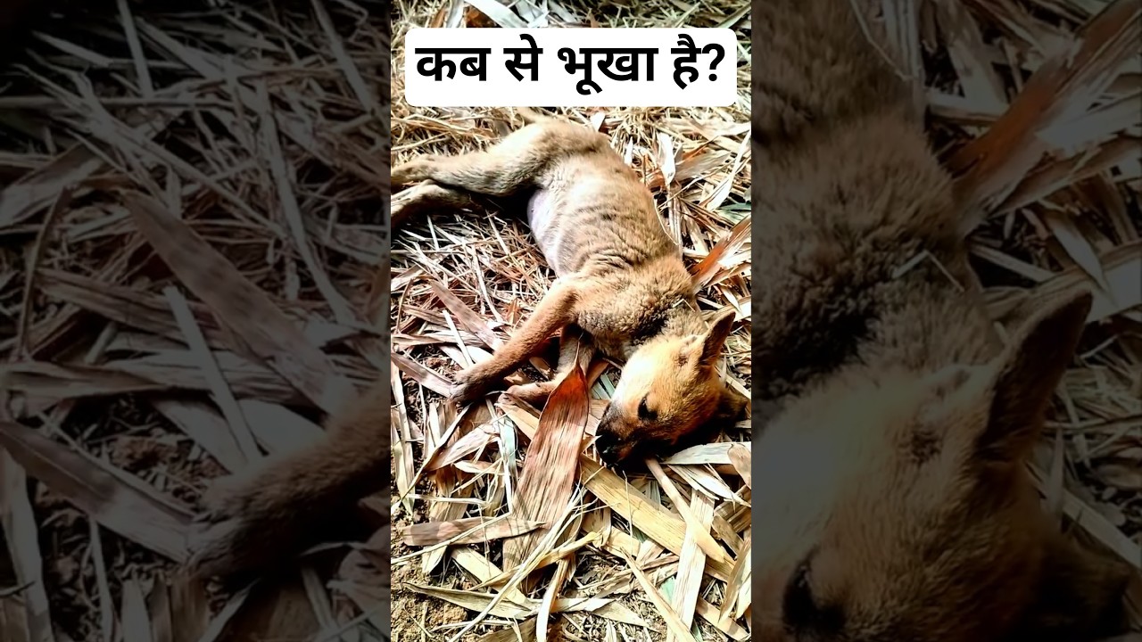 बेचारा बहुत भूखा है 😭 | animals have emotions 😍