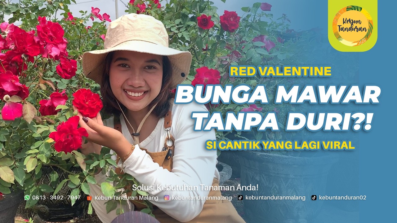 Mawar Tanpa Duri? Ini Dia Si Cantik dari Kalimantan yang Lagi Naik Daun!