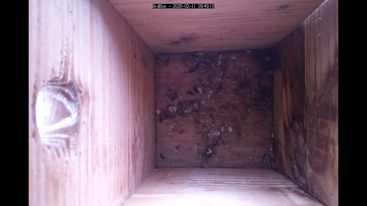Birdbox - 2026-02-11