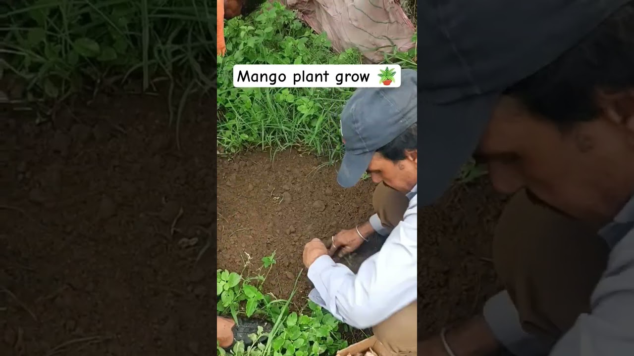 mango plant growing 