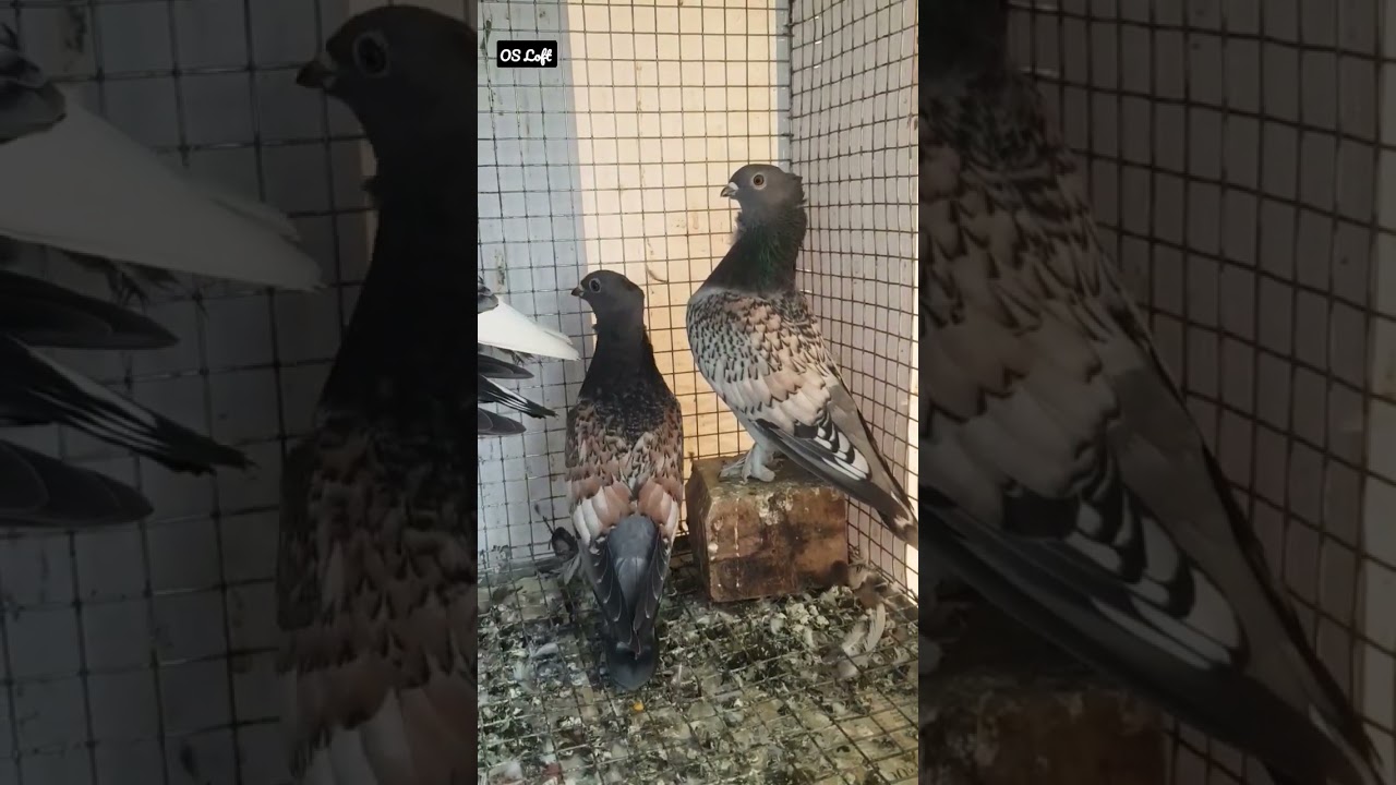 Classic Oriental |Classic Blondinette |Satinette |Blondinette | Fancy Pigeons |Black Bar | Blue Bar