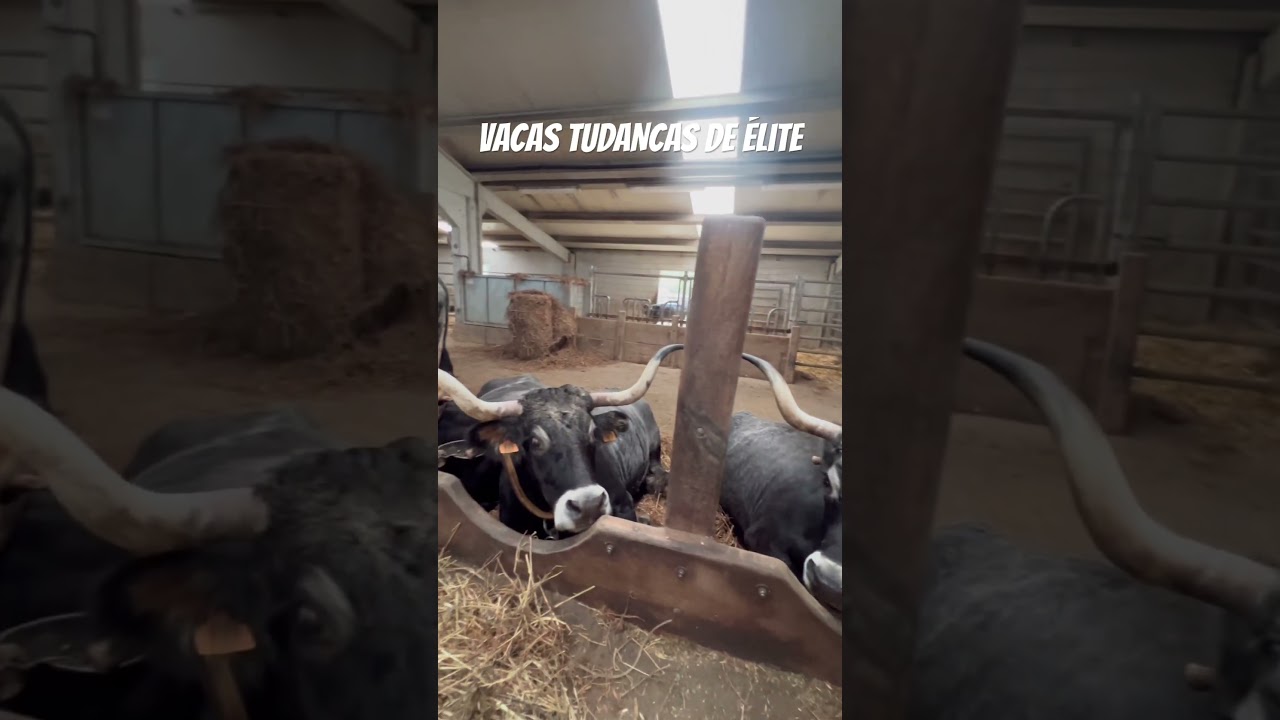 Vacas Tudancas de Elite #Tudancas #Viral