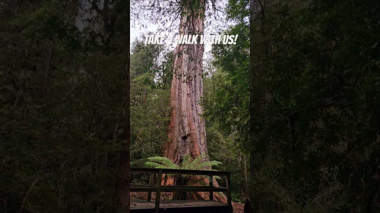Ada Tree, Hiking in Victoria. #Kelpie #hike  #outdoors #mountains #bushwalking