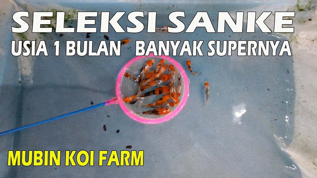 SELEKSI PERTAMA IKAN KOI JENIS SANKE | MUBIN KOI FARM