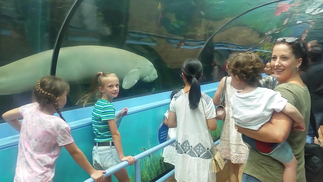 Sydney SeaLife Aquarium New Years Day 2017