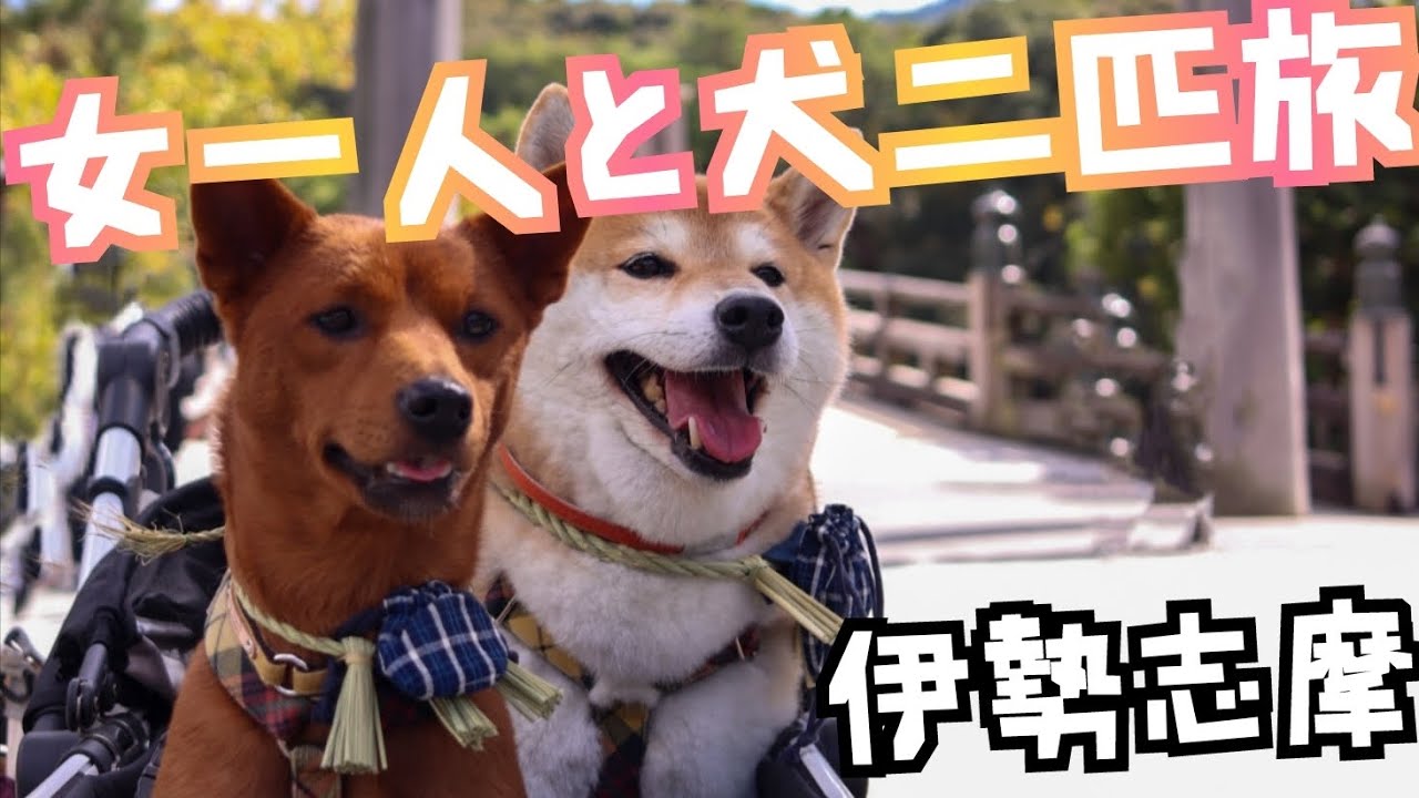【Vlog】VISONで車中泊しておかげ横丁でおかげ犬体験 横山展望台に登った伊勢志摩の旅【女1人と犬2匹旅】