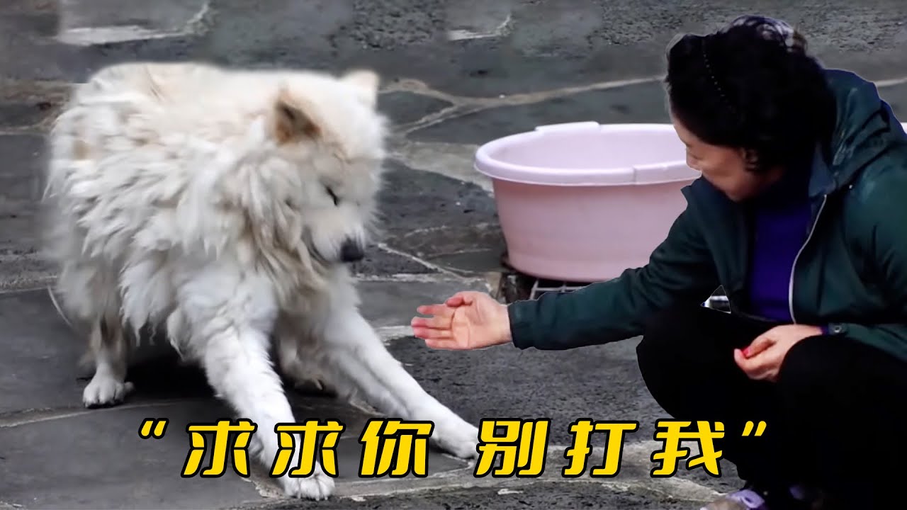 小狗目睹媽媽被人打死，從此患上PTSD，看到人抬手就抽搐癲癇