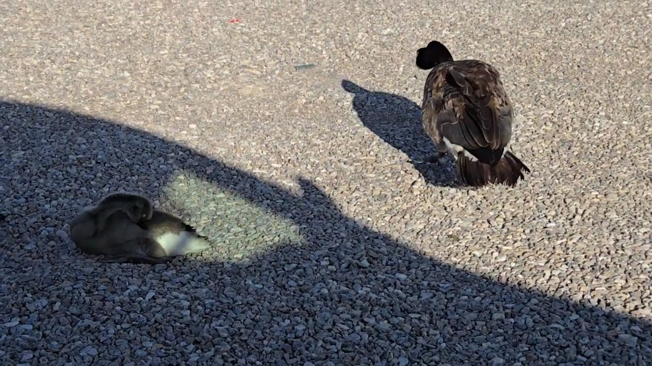 Crystal Lake, Duck Family, 7-20-2025