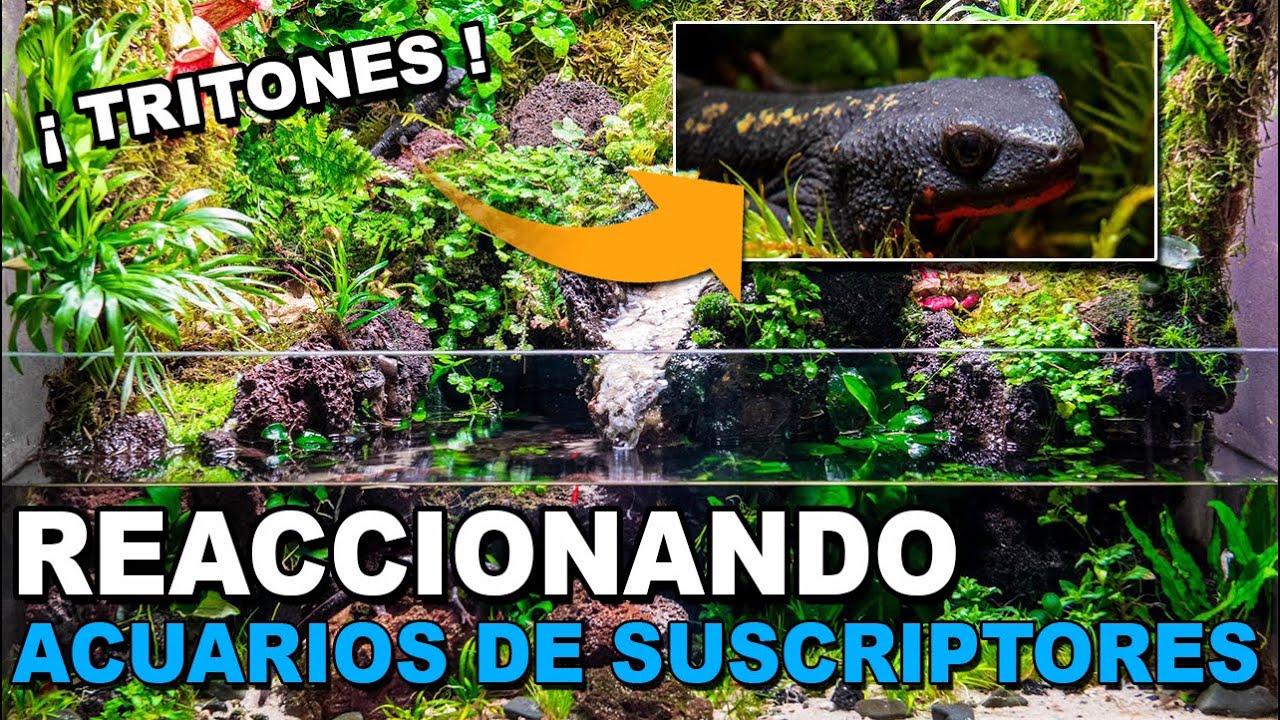 😲Cap Nº12: Paludario con Tritones y Neocaridinas  🦎🦐  ¡ BRUTAL !