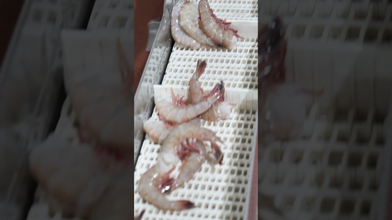 This is how your frozen #shrimp is made. #food #seafood