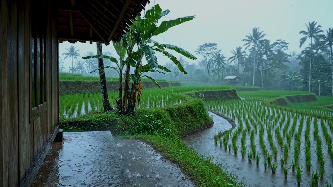 Rainy day in village ASMR Relaxing and Stress Relief | Relaxing ASMR Nature Sounds Ambience