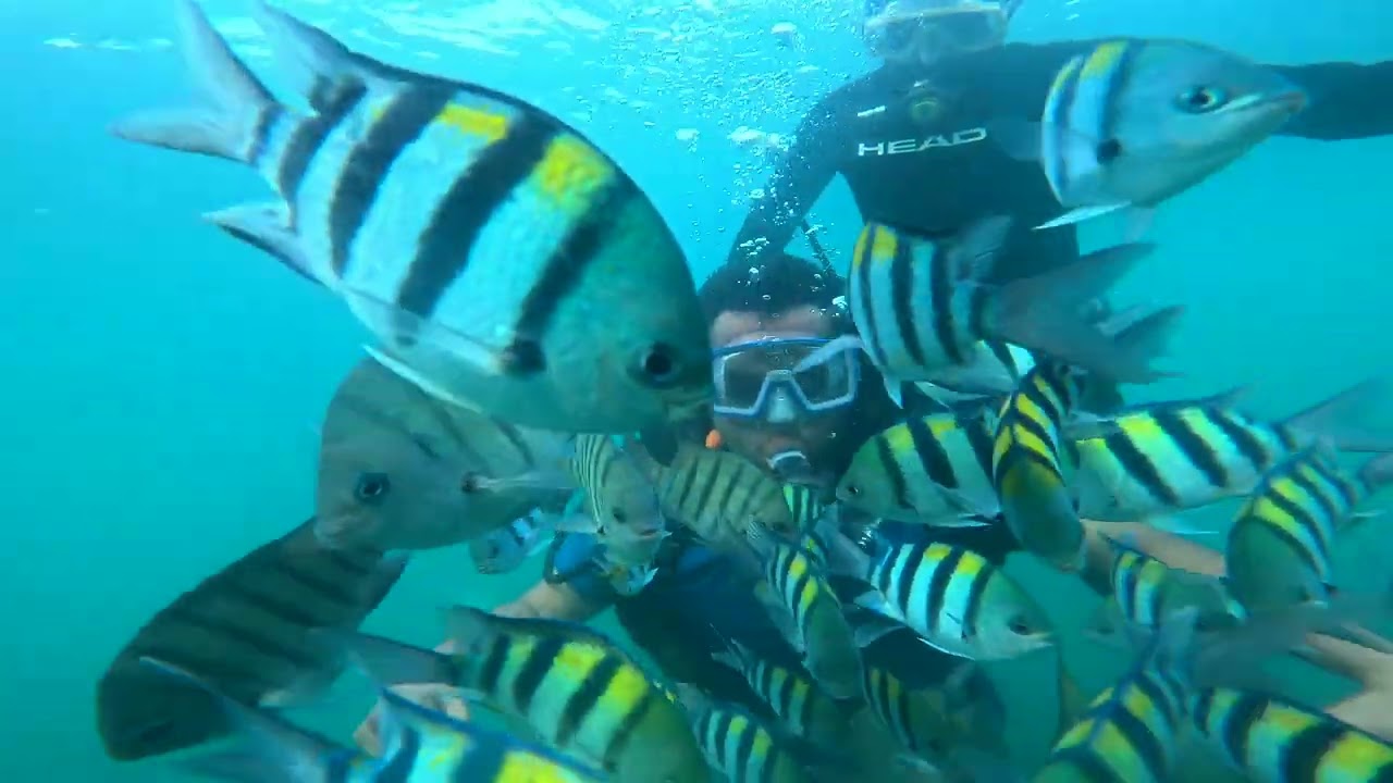 First time Scuba Diving experience | #scubadiving #scuba #diving #adventure #sea #highlights #love 