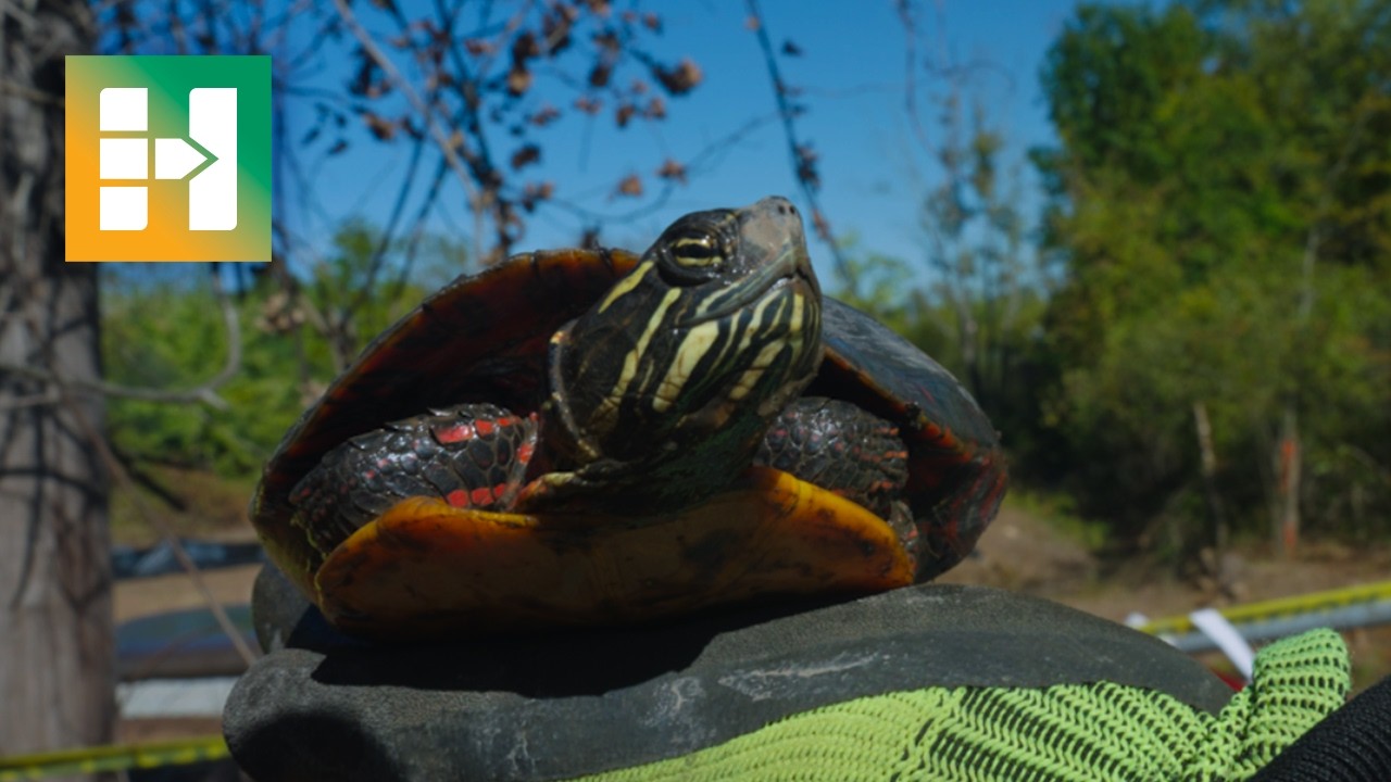 Saving The Turtles with HRP Associates