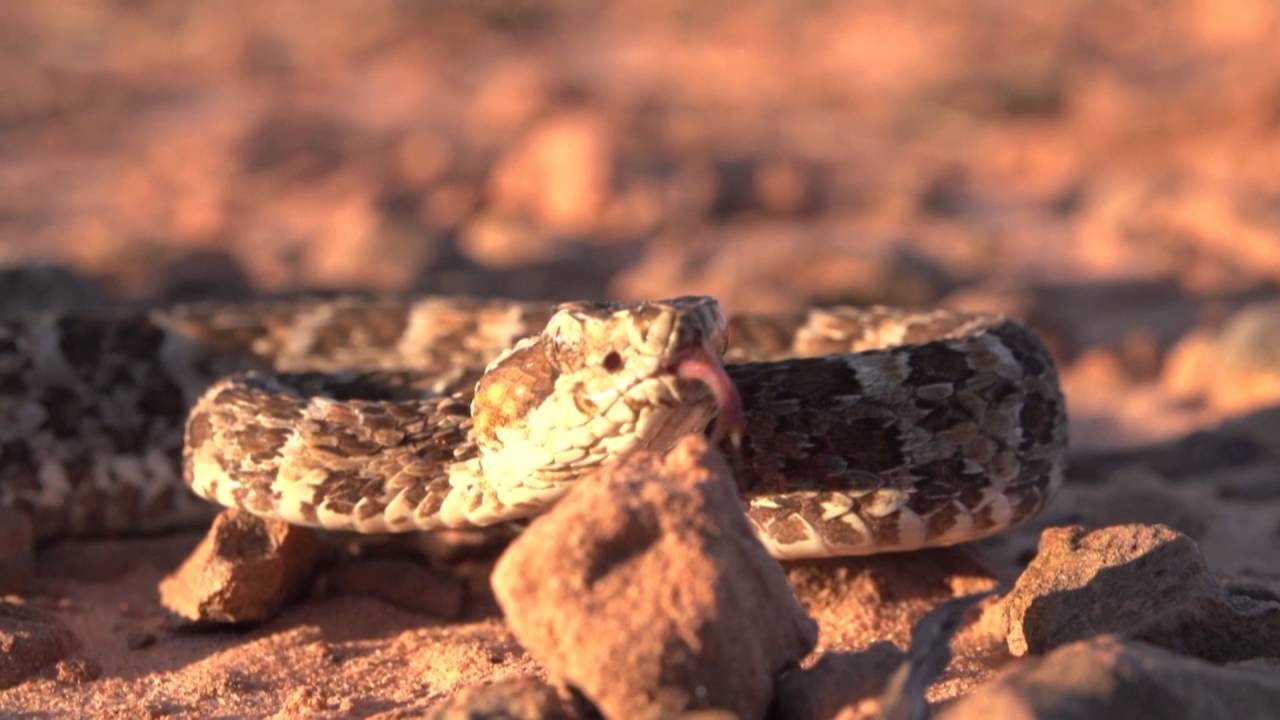 Cobra jararacu&ccedil;u-malha-de-sapo