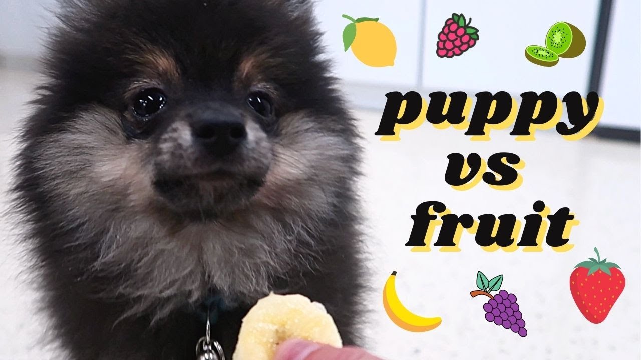 ADORABLE PUPPY tries FRUIT for the FIRST TIME!! *so cute*