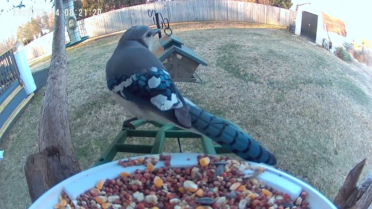Birds & Squirrels on Bird Feeder on Windy Day Cam 2K #birds #birdsforcatstowatch #birdidentification