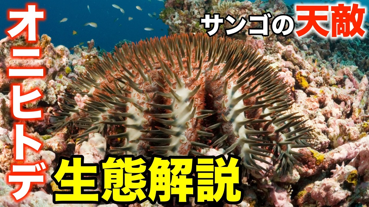 サンゴの天敵！？「オニヒトデ」の生態解説