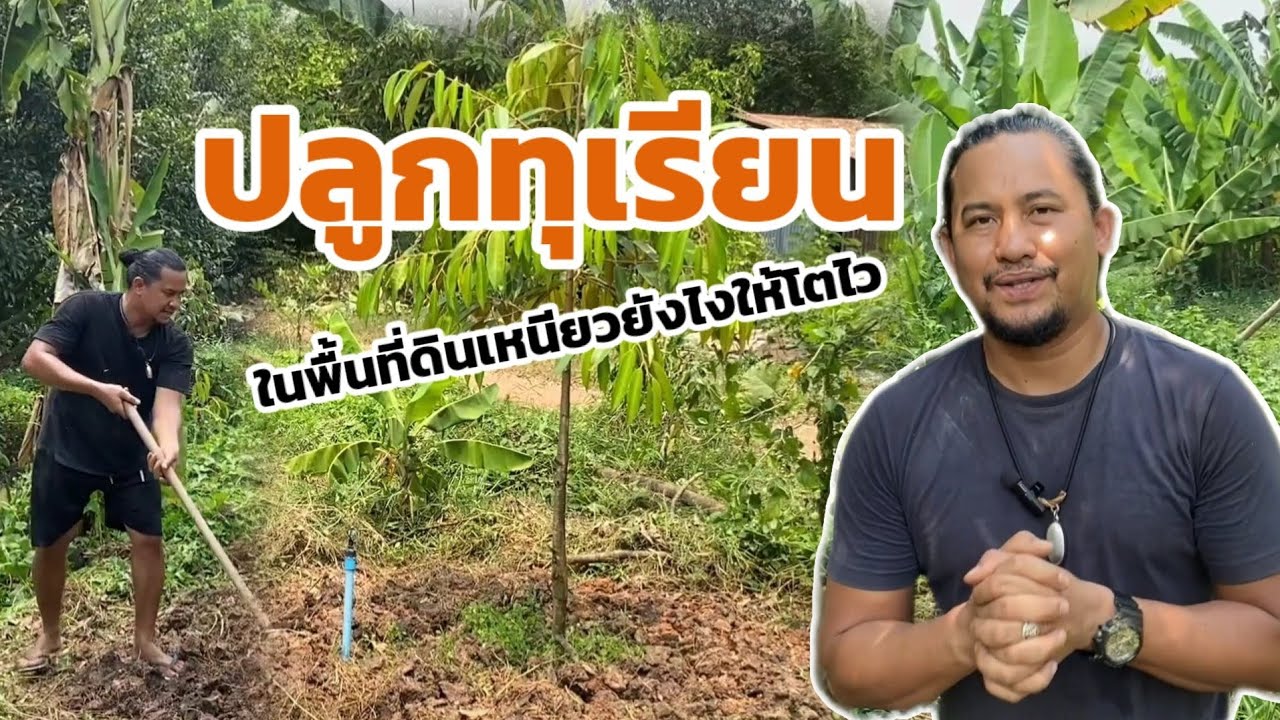 ปลูกทุเรียนในพื้นที่ดินเหนียวยังไงให้โตไว