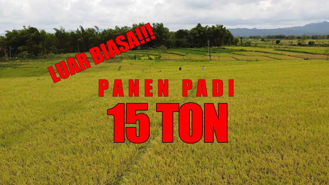 LUAR BIASA, PANEN PADI 15 TON PER HEKTAR !!! (Kesaksian Petani Padi MAPAN P05 Wonogiri)