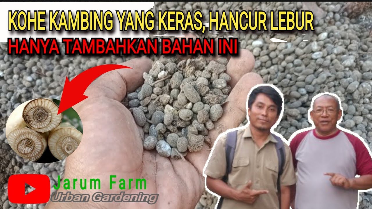 KOHE KAMBING KERAS BISA HANCURR LEBURR HANYA TAMBAHKAN BAHAN INI || Cara Fermentasi Kohe Kambing
