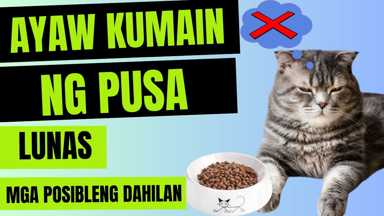 🐱 Ayaw KUMAIN ng PUSA - mga POSIBLENG DAHILAN at SAKIT kung walang GANA kumain ang CAT