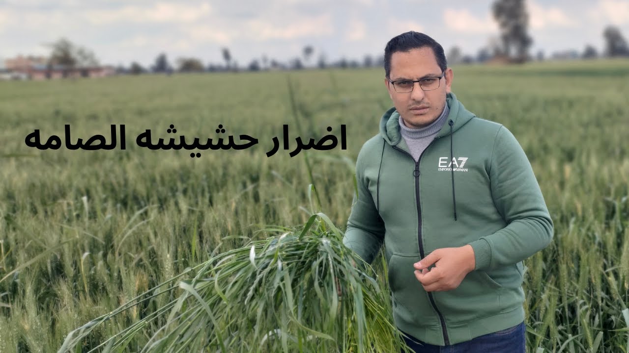 حشيشه الصامه فى محصول القمح