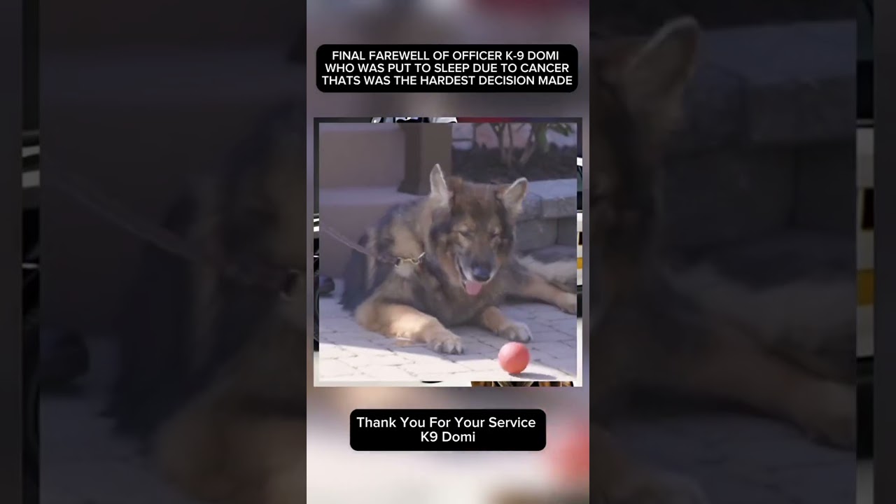 #domi #k9 #dog #honor #police