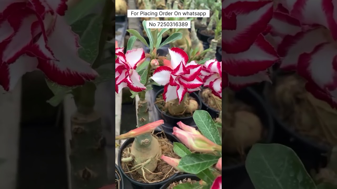 Rare Ferrari Colour Adenium Plant Online Shopping 🪴 #adenium #plants #adeniumlover #desertrose