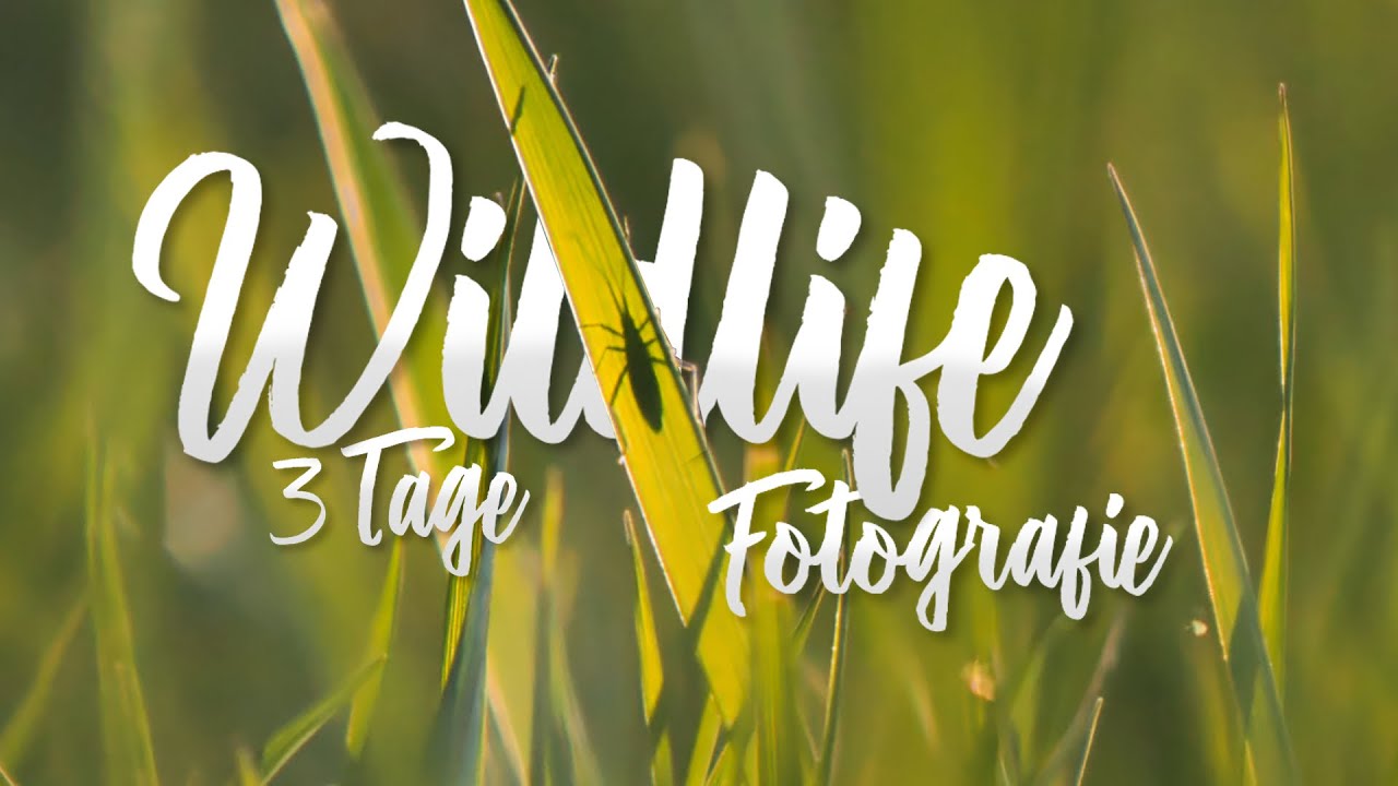 3 Tage Wildlife Fotografie